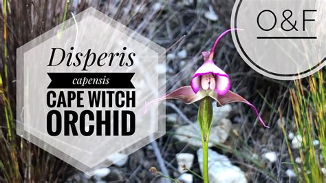 The witches orchid enchantment
